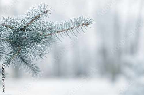 winter background with frosty fir branches © GCapture