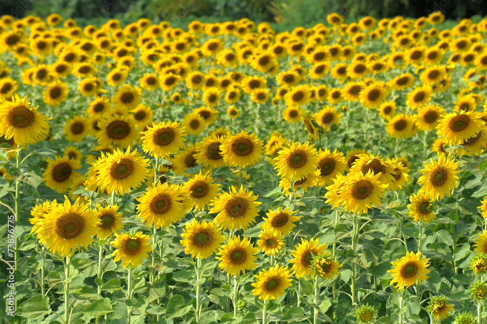 sunflowers sunflowers