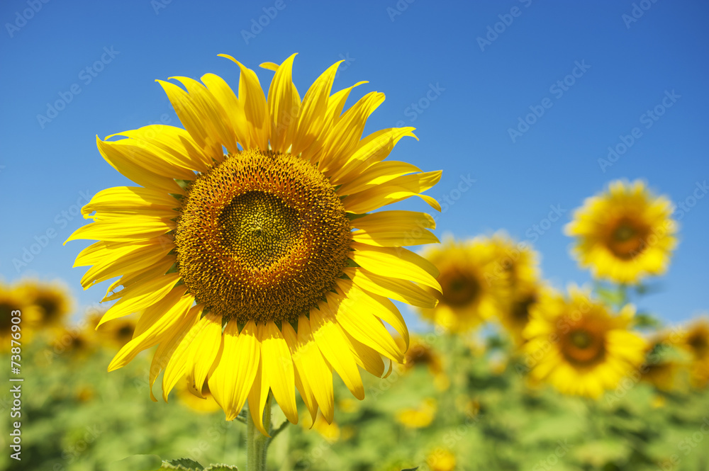 sunflowers