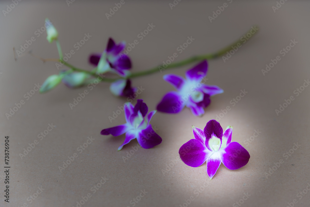 Purple orchid Purple orchid