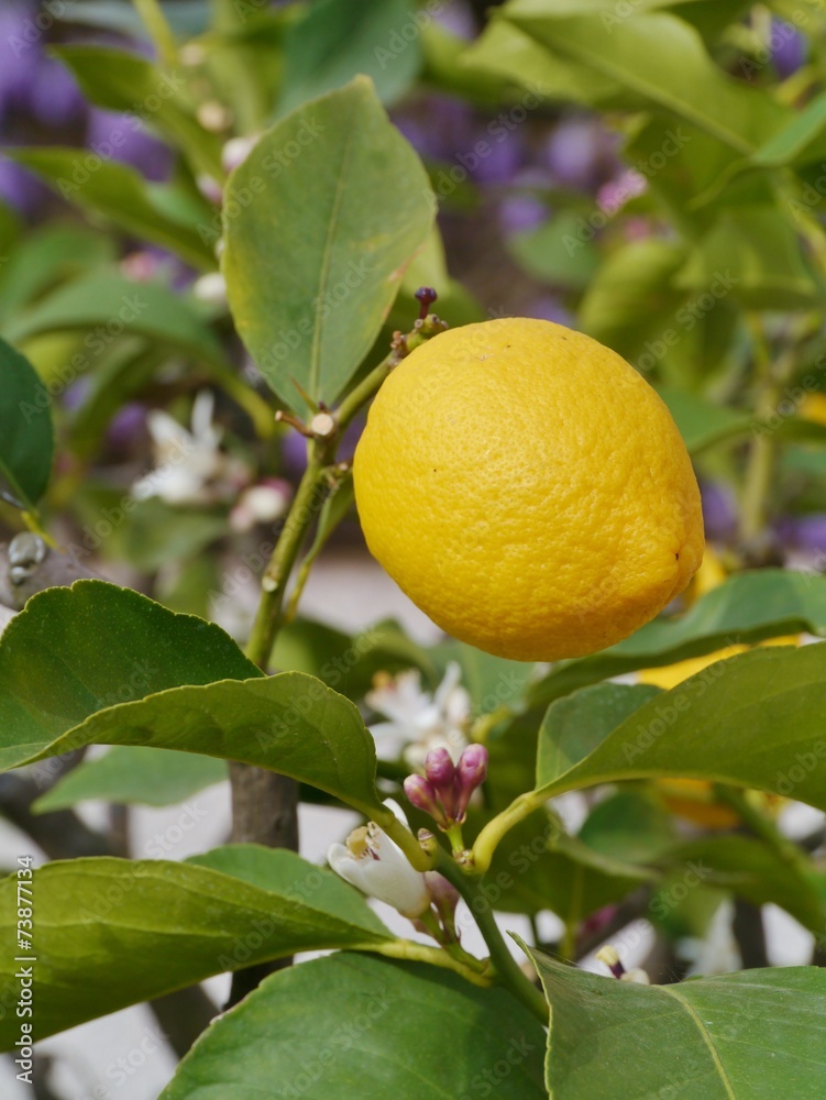 A lemon in a lemon tree