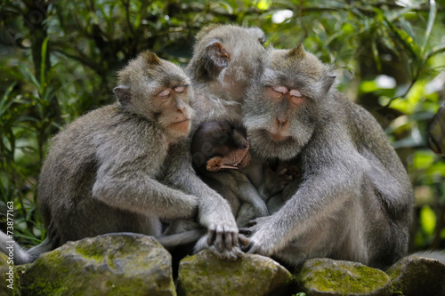 Monkey family sleeping © VA photo