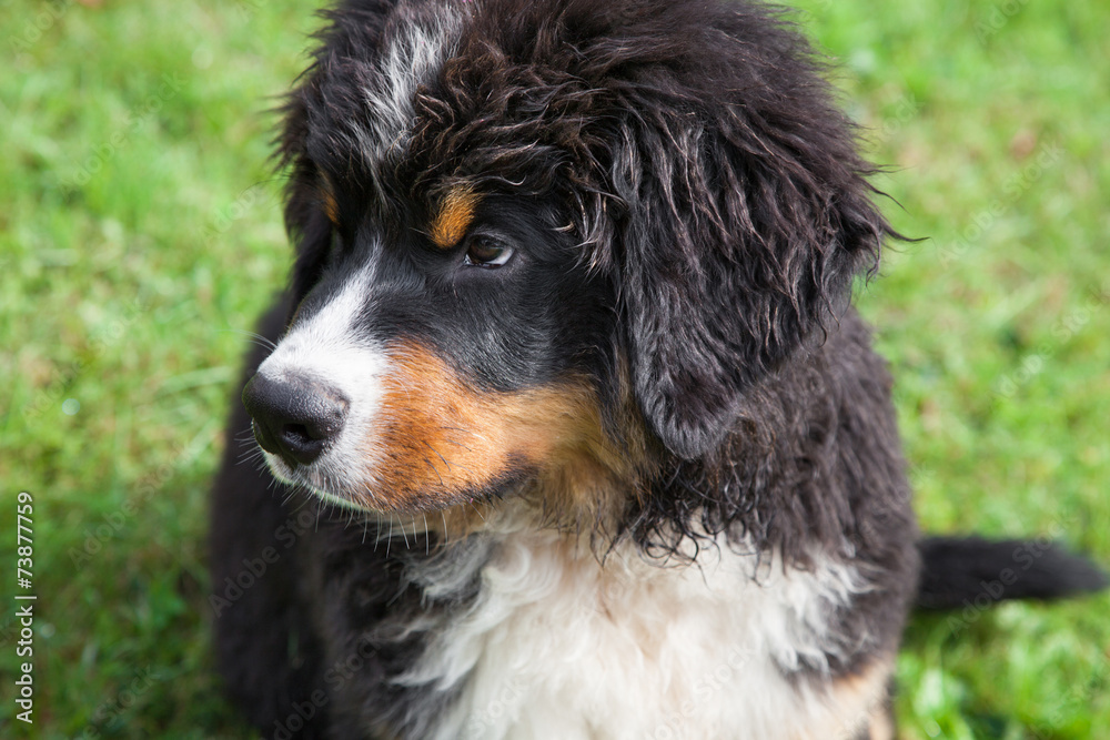 Bernese mountain dog