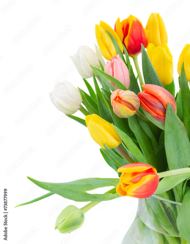 bouquet of multicolored   tulip flowers in white pot