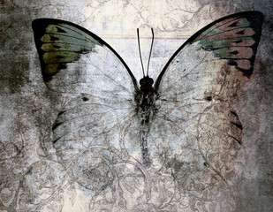 Ingelijste posters Voor haar Kleurrijke vlinder in close-up  © charles taylor
