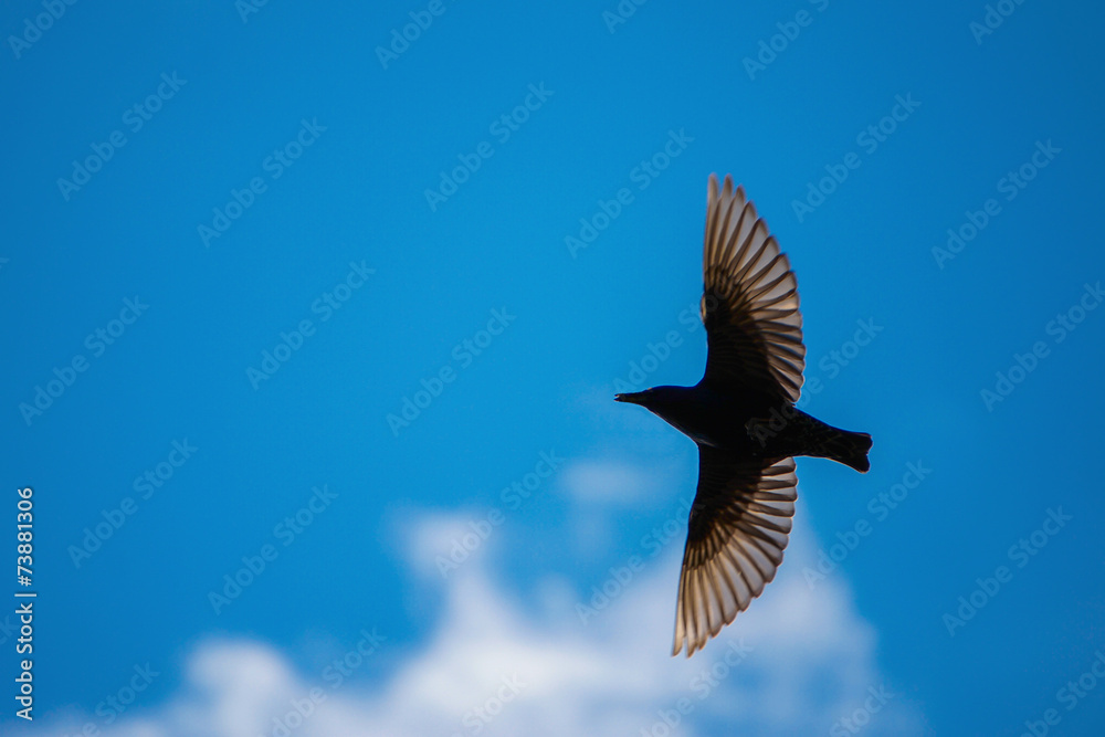 Fototapeta premium Bird soaring in the sky