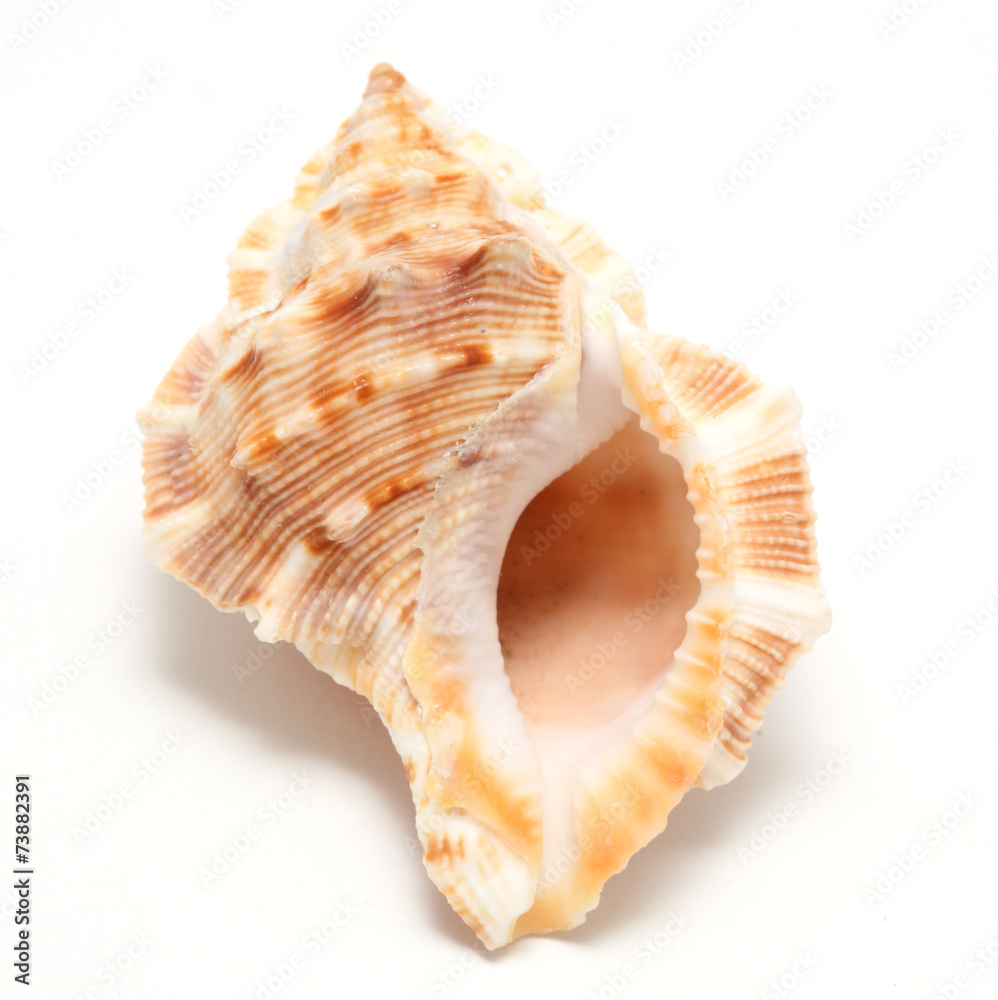 large seashell