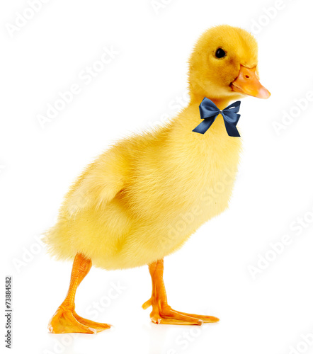 Photo Little cute duckling isolated on white