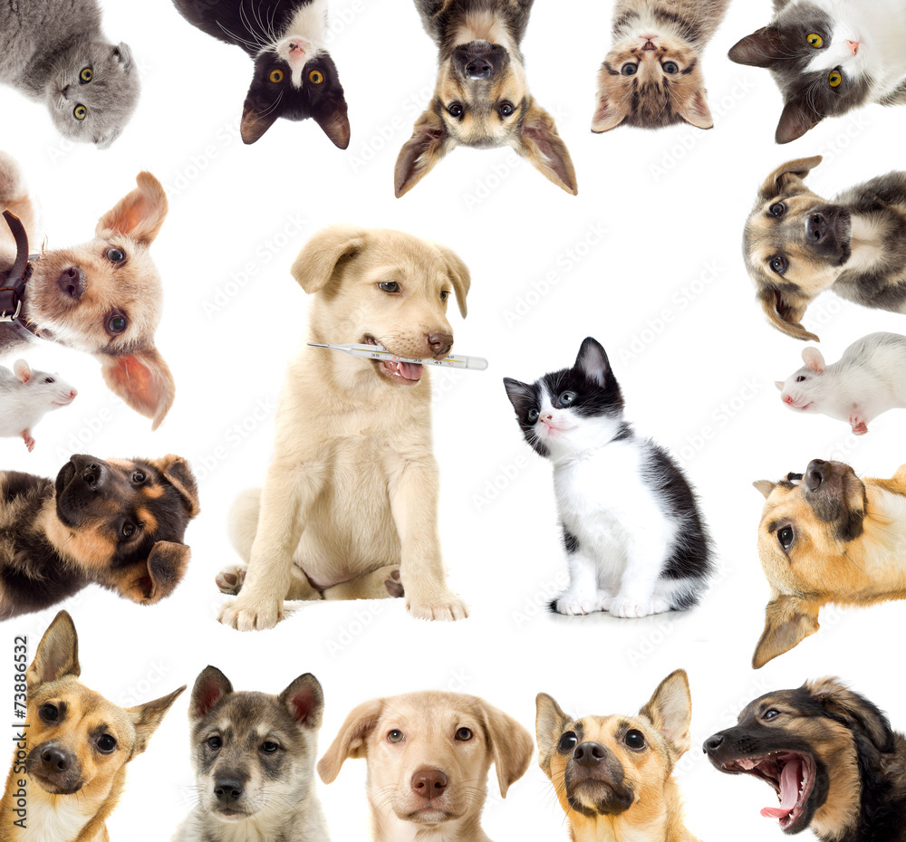 set pets set pets