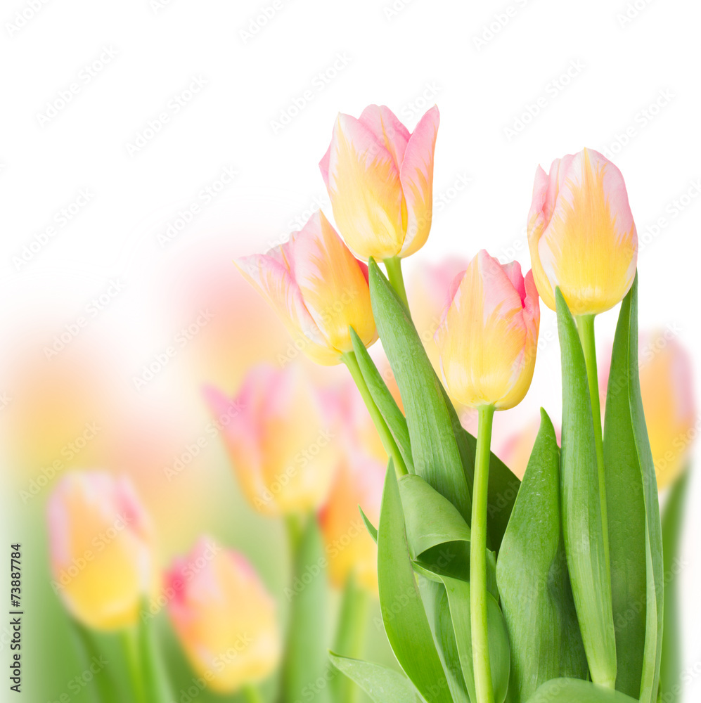 pink tulips on white