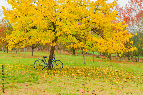 Vintage bicycle leaning against a tree and autumn leaves