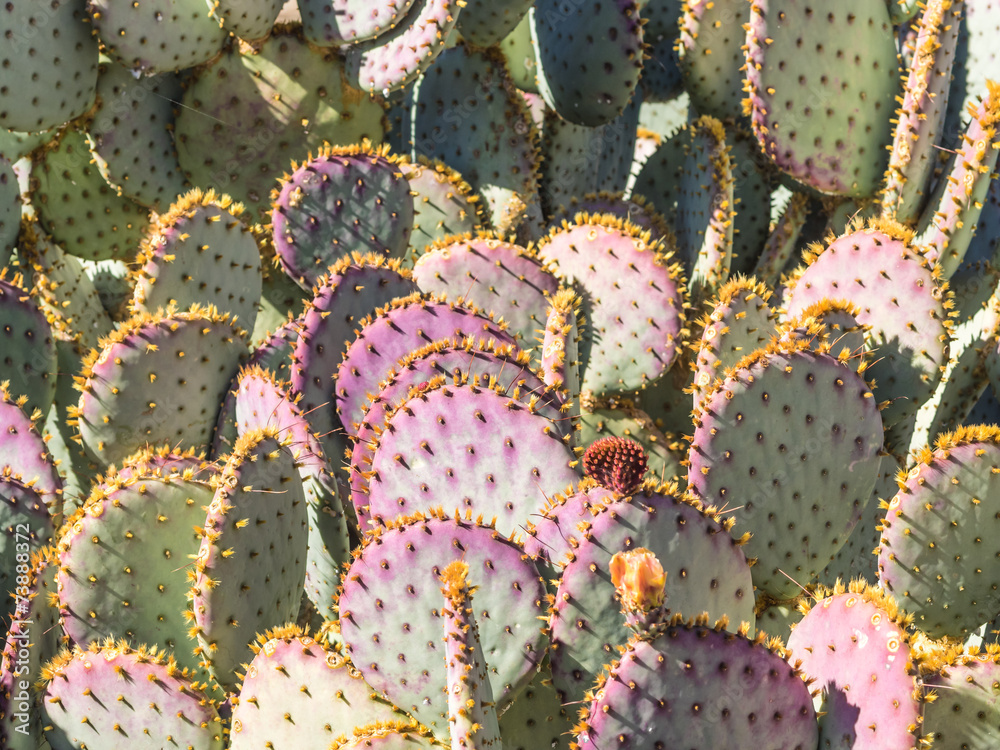 Opunti cacti with buds and spines Opunti cacti with buds and spines