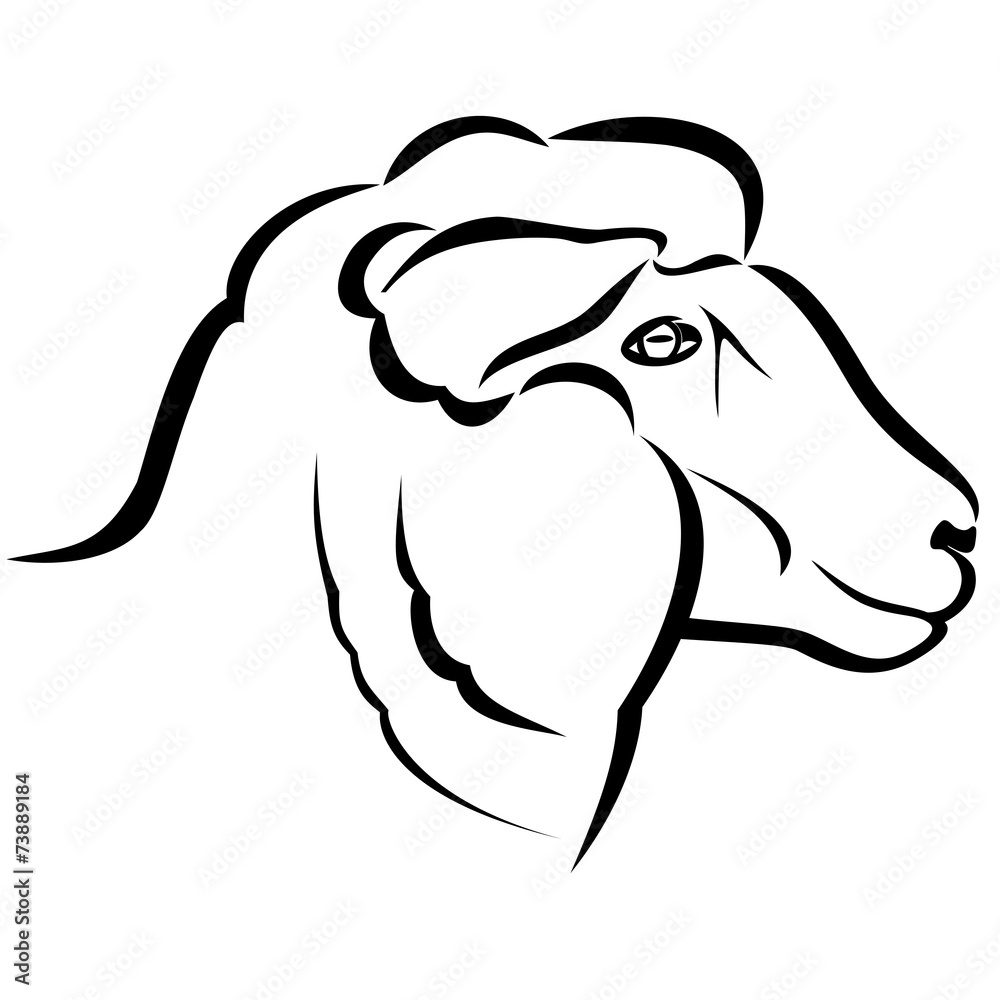 Naklejka premium Sheep head