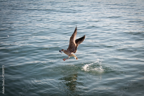 Seagull takes a fish on the sea