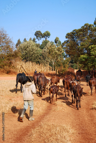 African herders bring small herds of cows grazing-Tanzania-Afric