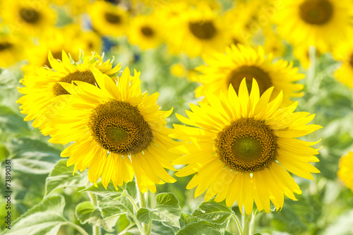 sunflowers