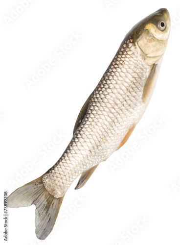 fish on a white background