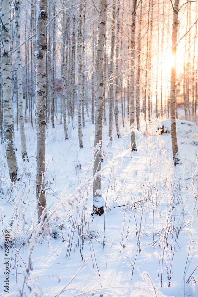 Fototapeta premium Snowy birch forest and sun light