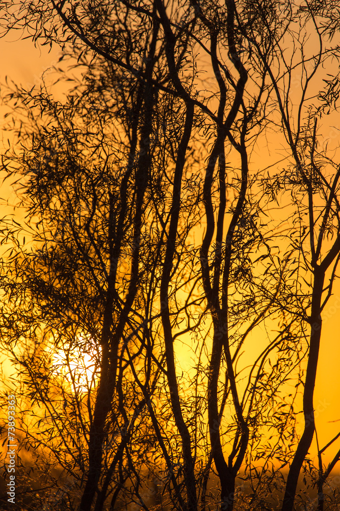 tree on a background of beautiful sunrise tree on a background of beautiful sunrise