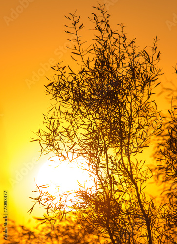 Fototapeta Naklejka Na Ścianę i Meble -  tree on a background of beautiful sunrise