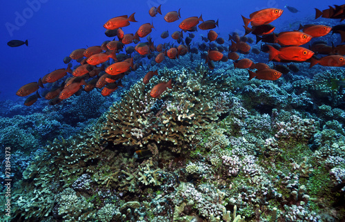 Fischschwarm im Korallenriff