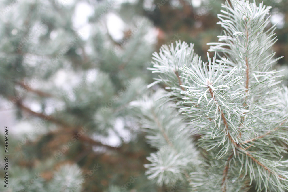 background with snow-covered fir tree branches