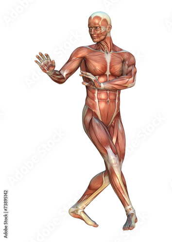 Muscle Maps