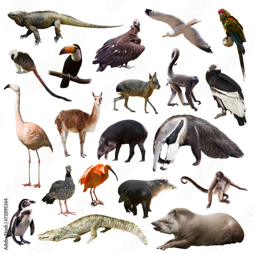 Set of animals of South America over white background photo