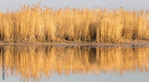 reeds on Lake Outdoors