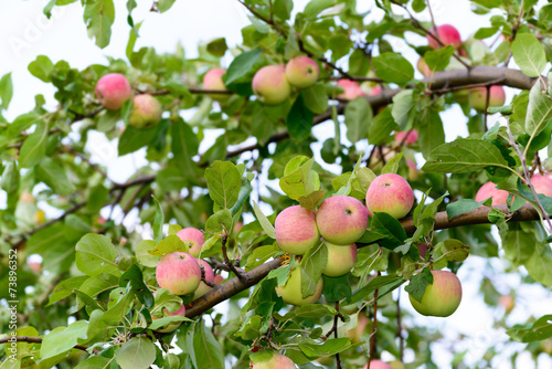 apples on  tree in the garden