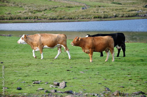 Llyn Cwmystradllyn photo