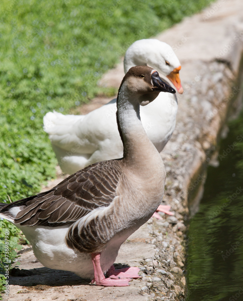 Obraz premium Goose on the nature