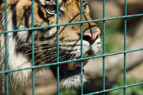 Tiger in a cage.