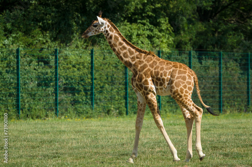 Giraffe