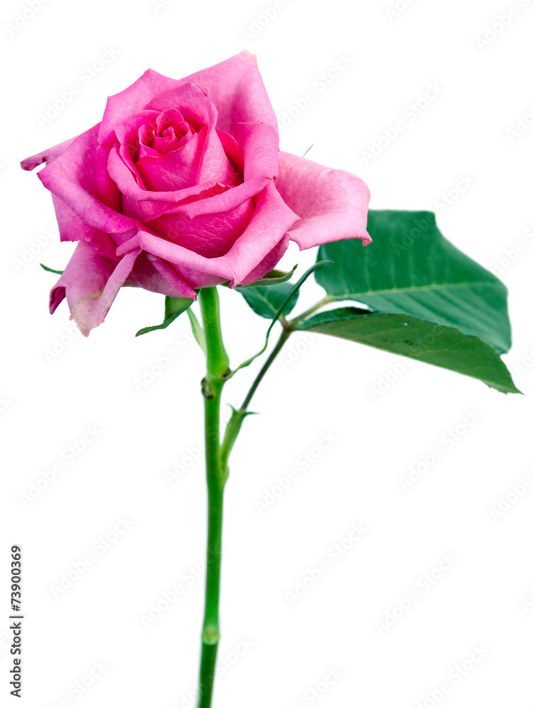 Fototapeta premium Pink roses