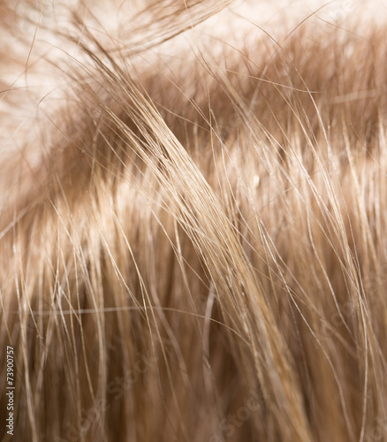 pattern of hair