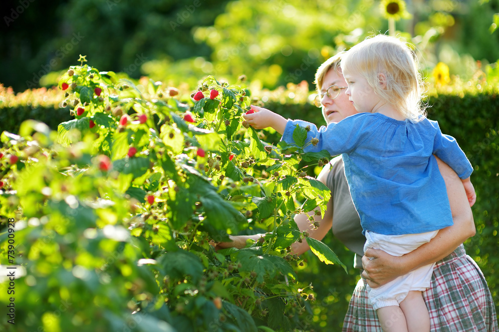 Grandmother and her baby girl picking raspberries Grandmother and her baby girl picking raspberries