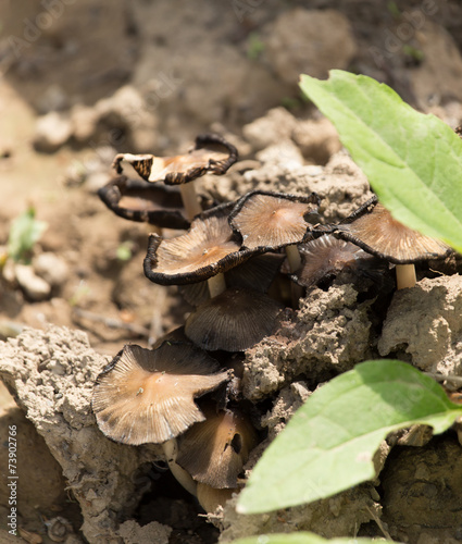 toadstool mushroom in nature