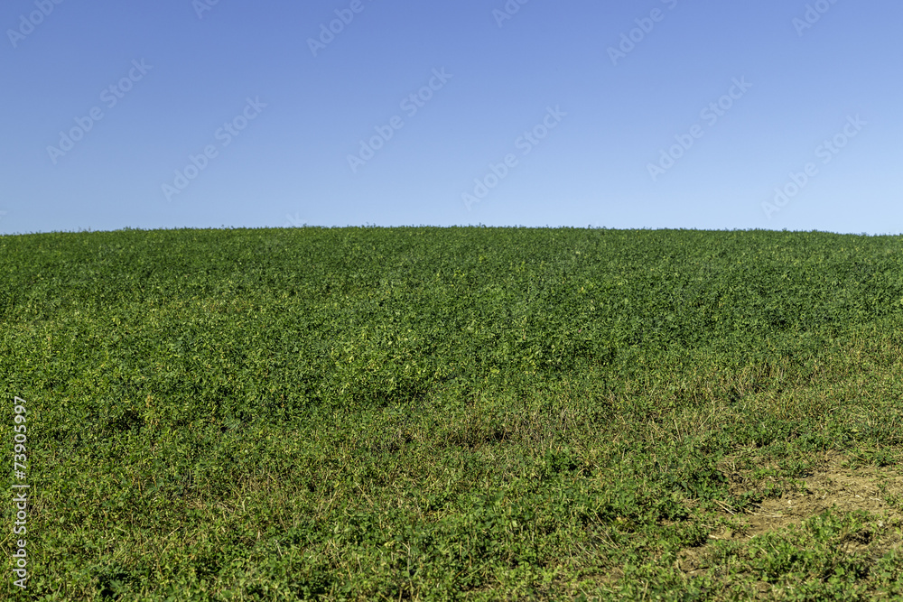 A green field with crops
