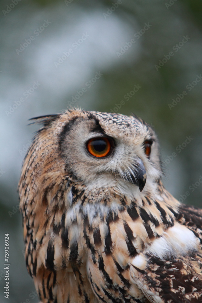 Indian Eagle Owl