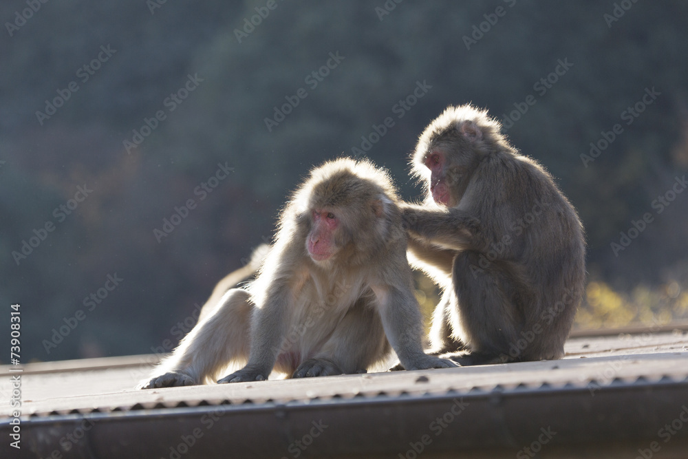 Naklejka premium 嵐山の猿