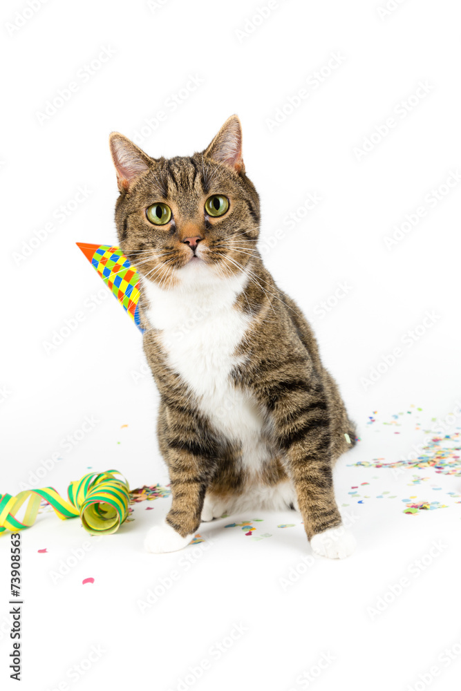 cat in new years eve decoration cat in new years eve decoration