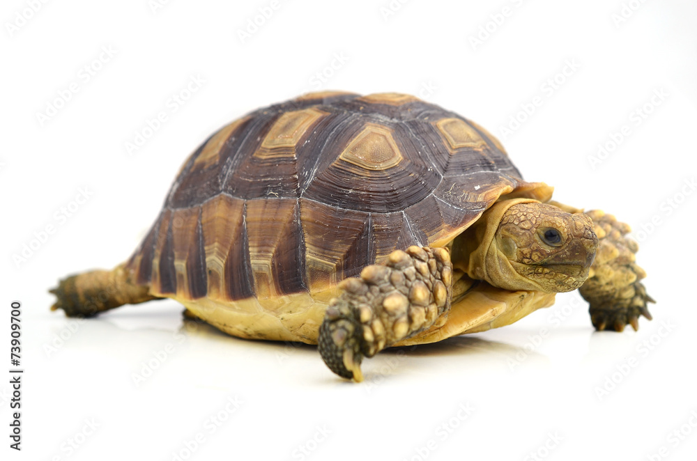turtle isolated on white background turtle isolated on white background