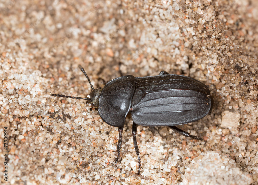 Silpha tristis Silpha tristis