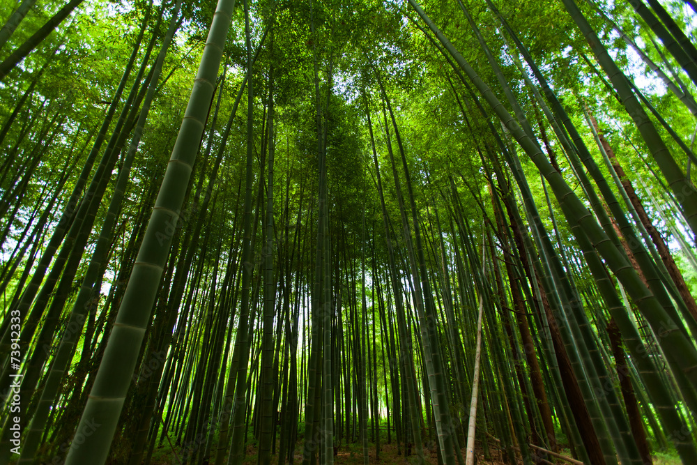 Bamboo forest