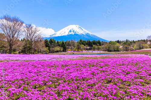 Pink moss phlox flowers and Mount Fuji