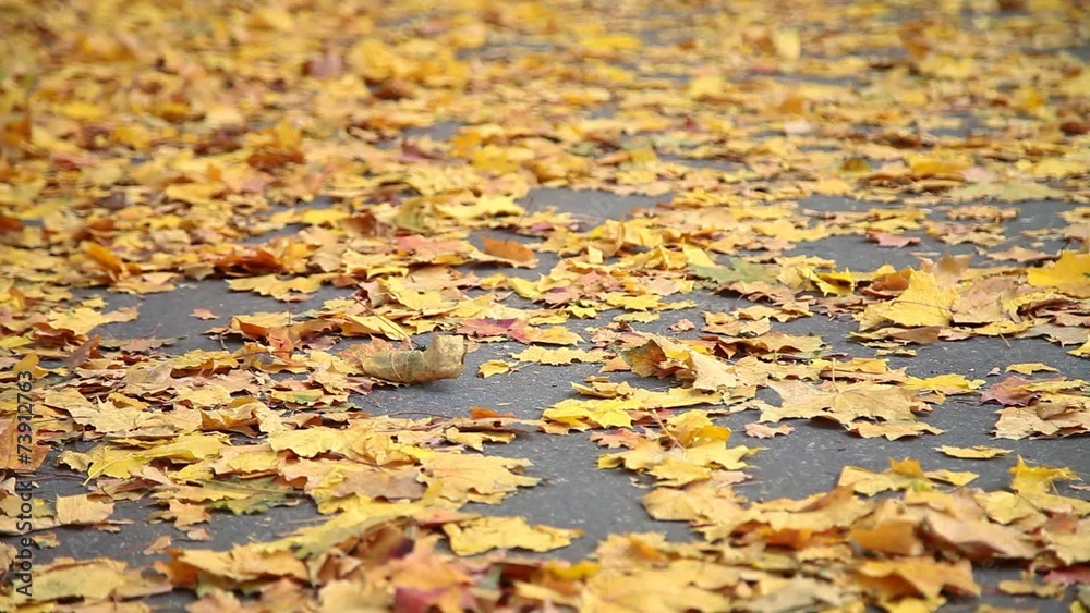 Orange autumn leaves on the pavement Orange autumn leaves on the pavement
