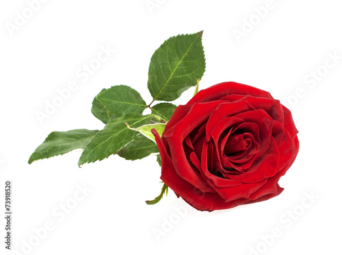 Single red rose flower isolated on a white background