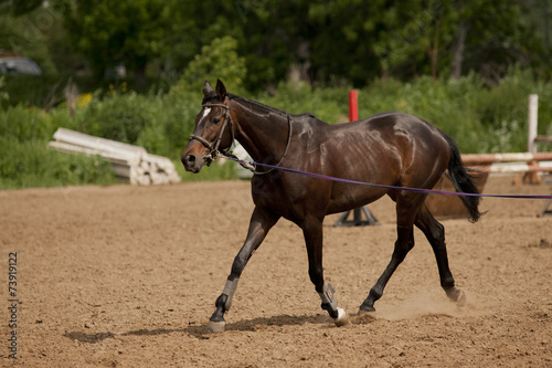 Horse in training © oleghz