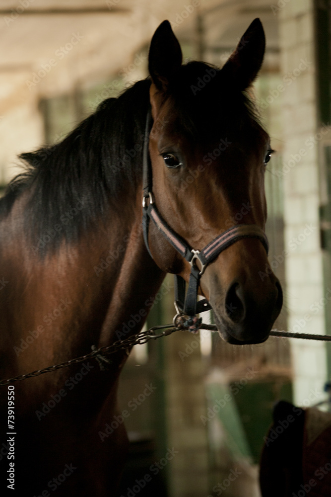 Fototapeta premium Horse